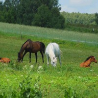 konie_fot-marcyniuk_0584_