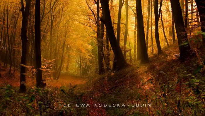 Ewa Kosecka-Judin